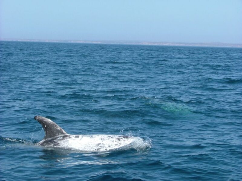 Lisbon: Dolphin Watching with Marine Biologist - Pricing and Value