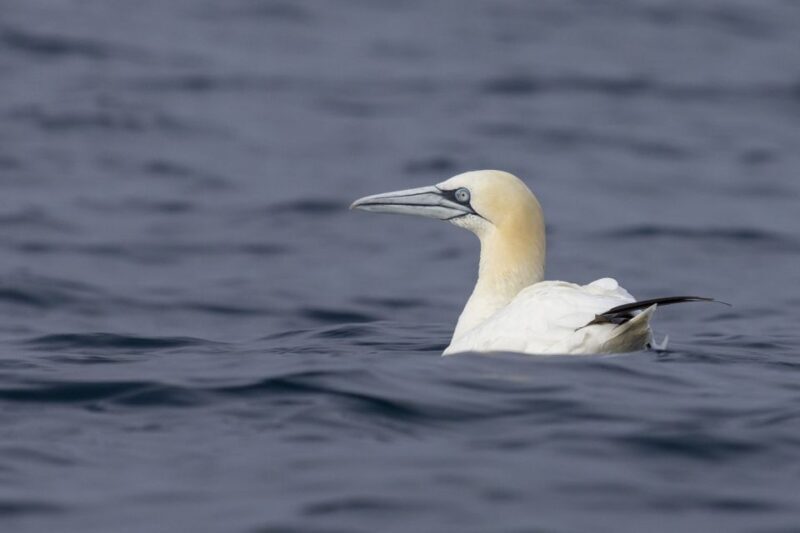 Lisbon: Dolphin Watching with Marine Biologist - The Sum Up: Who Should Consider This Tour?