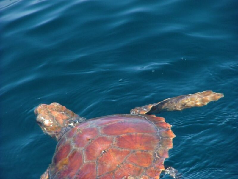 Lisbon: Dolphin Watching with Marine Biologist - FAQ