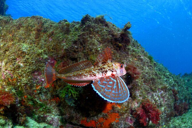 Lisbon Eco-Try Dive - Diving Baptism - The Setting: Professor Luíz Saldanha Marine Park