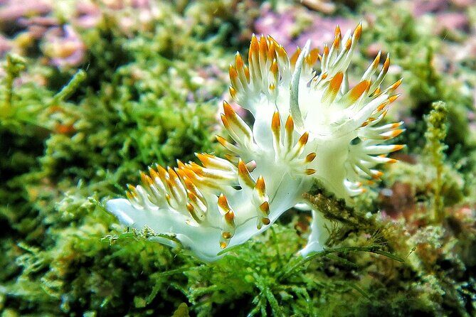 Lisbon Eco-Try Dive - Diving Baptism - The Value: Price & Quality