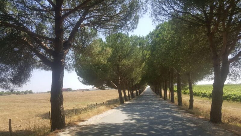 Lisbon: Évora and Alentejo Private Wine Tour - An In-Depth Look at the Évora & Alentejo Private Wine Tour