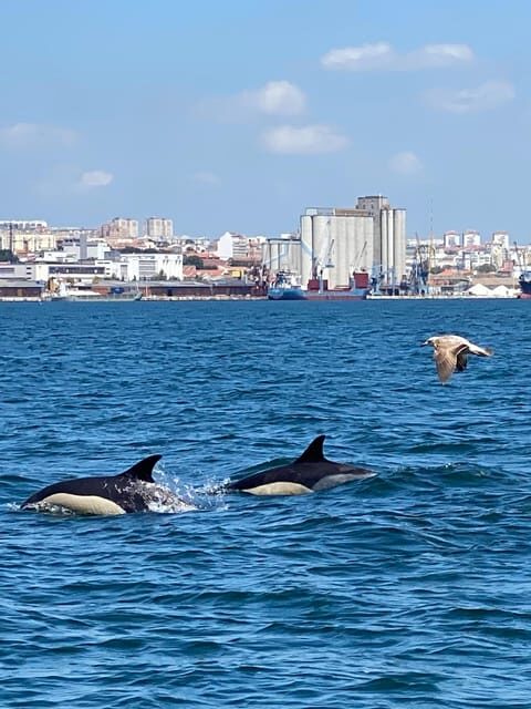 Lisbon: MAAT Entry Ticket & Dolphin Watching Boat Tour - Frequently Asked Questions