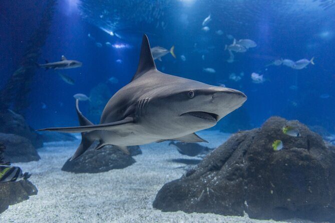 Lisbon Oceanario: Aquarium Entrance Ticket - Final Thoughts: Is the Lisbon Oceanarium Worth It?