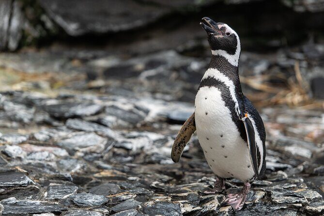Lisbon Oceanario: Aquarium Entrance Ticket - FAQs