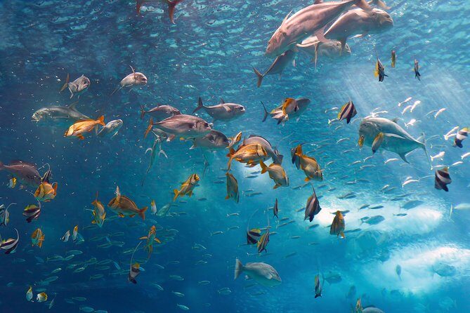 Lisbon Oceanarium and Belém and Modern Lisbon bus Hop On Hop Off Tours 48h - The Oceanarium: A Marine Marvel