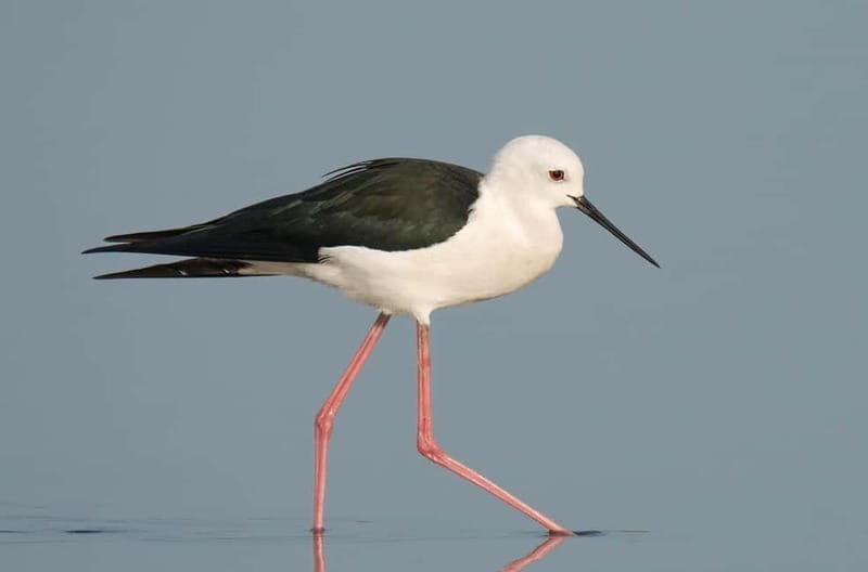 Lisbon: Private Birdwatching Tours with a Local Guide - Exploring Lisbon’s Natural World: A Birdwatcher’s Paradise
