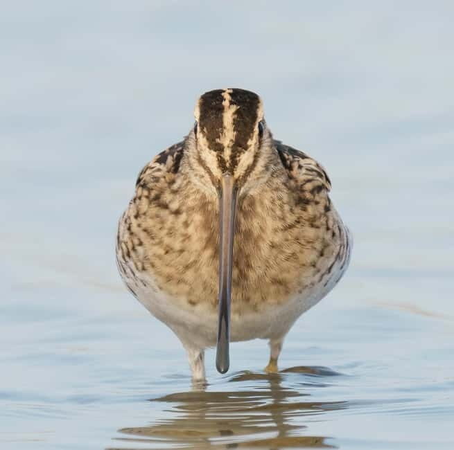 Lisbon: Private Birdwatching Tours with a Local Guide - Who Will Appreciate This Tour?