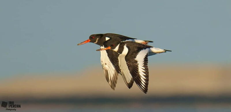 Lisbon: Private Birdwatching Tours with a Local Guide - Cost and Value