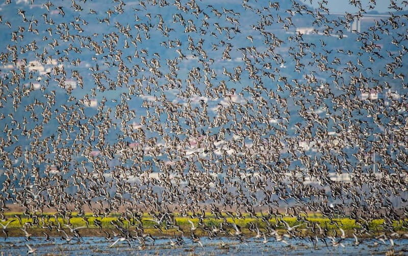Lisbon: Private Birdwatching Tours with a Local Guide - FAQ