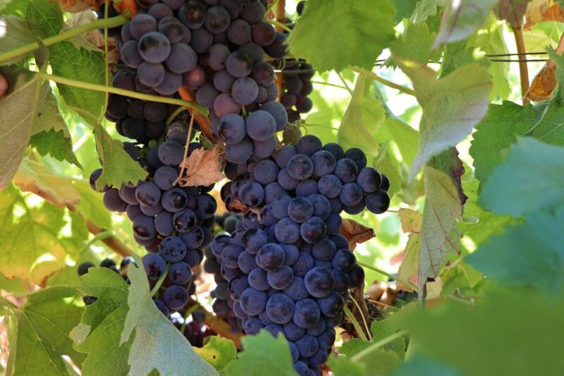 Lisbon Private Setúbal Region Wine Tasting Tour - The Sum Up