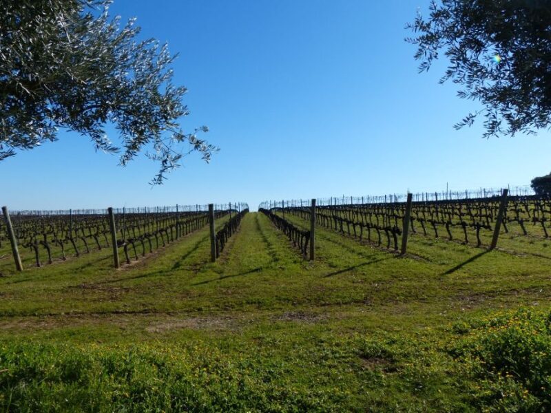 Lisbon: Private Tour Evora with Wine Tasting at the Cartuxa - A Deep Dive into the Experience