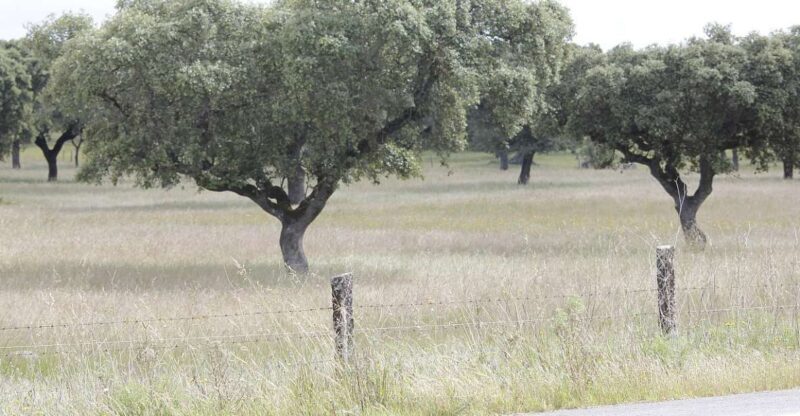 Lisbon: Private Tour to Évora and Cork Factory - Practical Insights: What to Expect and Tips
