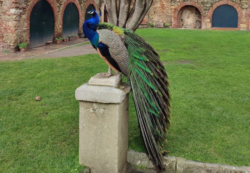 Lisbon: São Jorge Castle Skip-the-Line Ticket & Guided Tour - Why This Tour Is a Great Choice