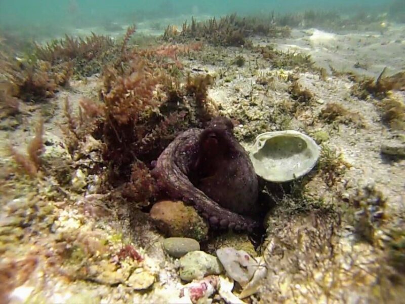 Lisbon: Snorkeling and Wine Tasting in Arrábida - A Detailed Look at the Tour Experience