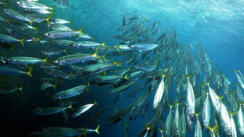 Lisbon: Snorkelling in Sesimbra/Arrábida Natural Park - Key Points