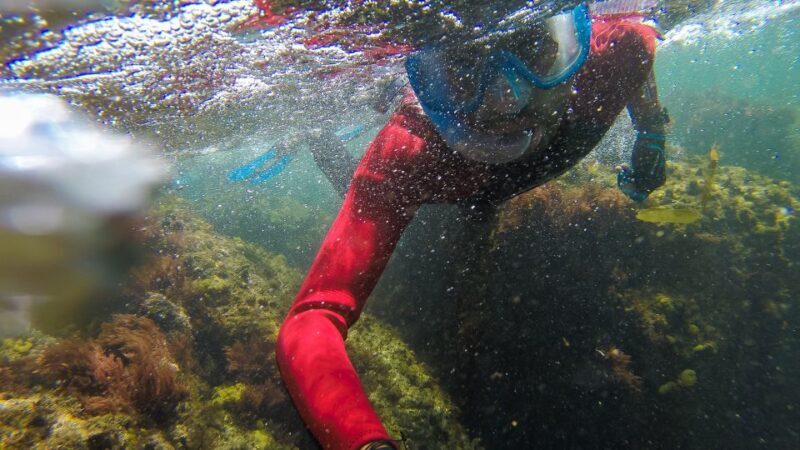 Lisbon: Snorkelling in Sesimbra/Arrábida Natural Park - The Sum Up