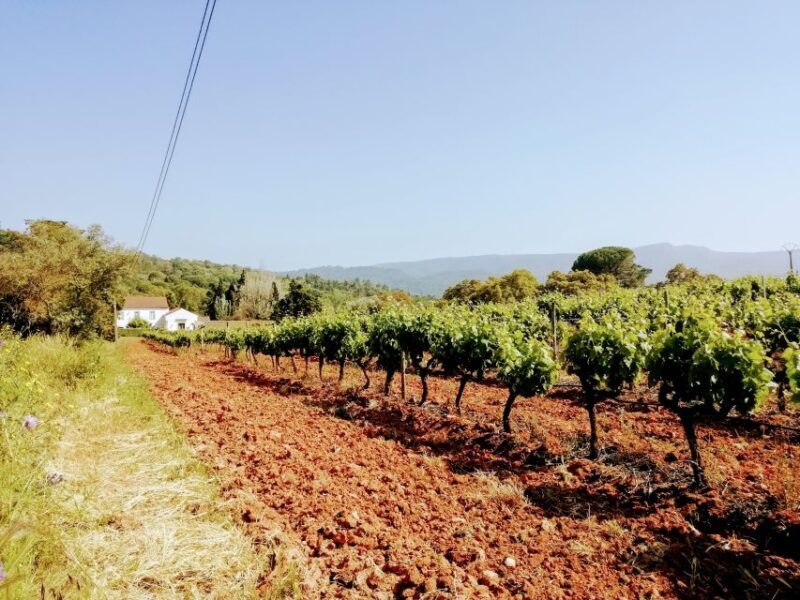 Lisbon: South City Sights and Cultural Tour with Wine - The Practicalities: What to Expect