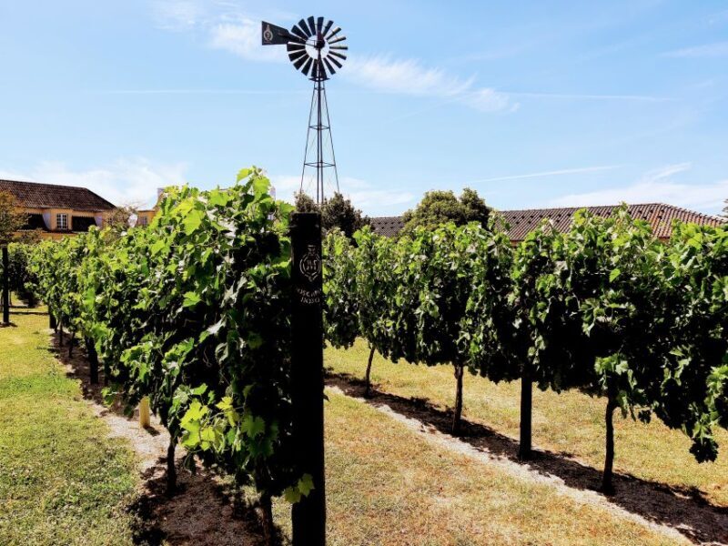 Lisbon: Surf or Bodyboard and Wine Tasting - A Detailed Look at the Lisbon Surf and Wine Tour