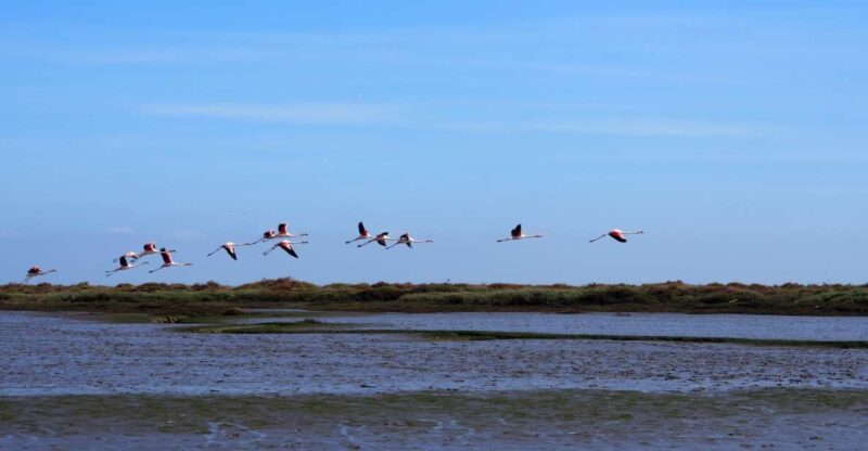Lisbon: Tagus Estuary Nature Reserve Birdwatching Boat Tour - Discover Lisbon’s Hidden Natural Treasure with the Tagus Estuary Birdwatching Boat Tour