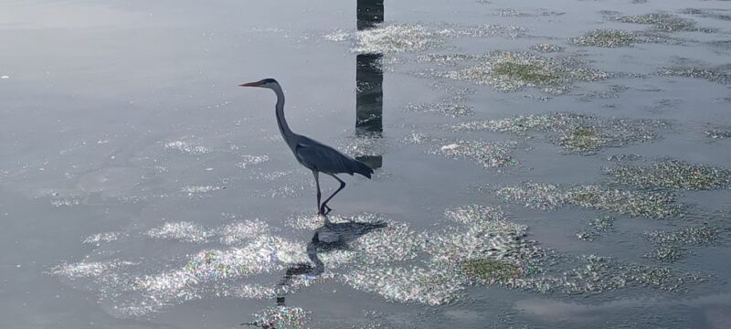 Lisbon: Tagus Estuary Nature Reserve Birdwatching Boat Tour - Final Thoughts
