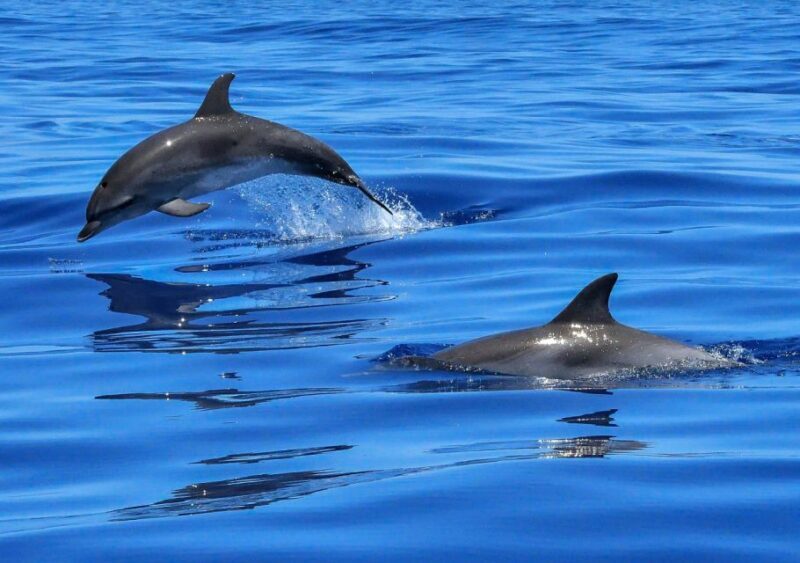 Lisbon: Tagus River Cruise to the Ocean & Dolphin Watching - Lisbon: Tagus River Cruise to the Ocean & Dolphin Watching