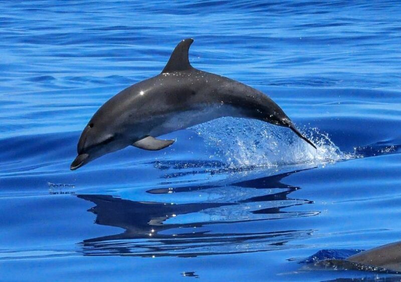 Lisbon: Tagus River Cruise to the Ocean & Dolphin Watching - Final Thoughts
