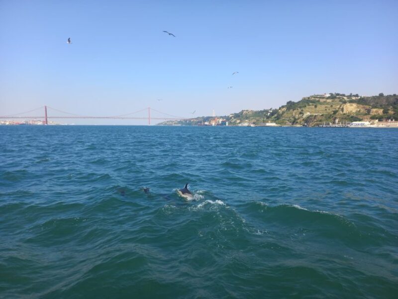 Lisbon: Tagus River Cruise to the Ocean & Dolphin Watching - Experience Provider