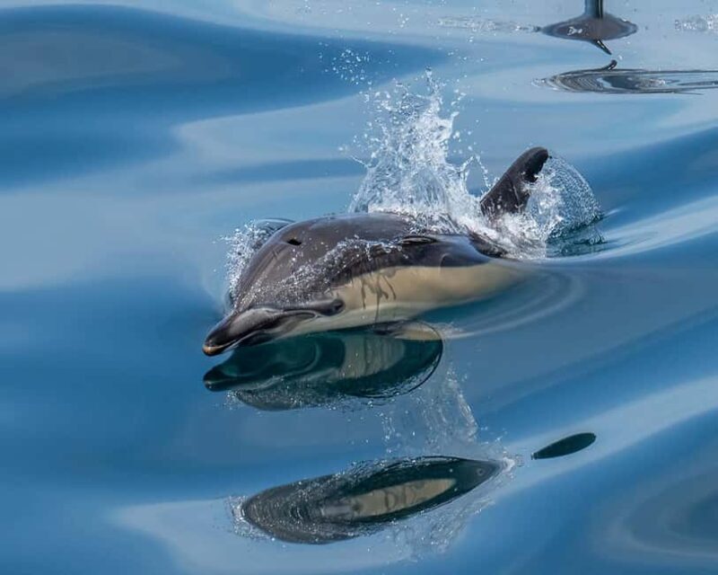 Lisbon: Tagus River Marine Wildlife Speedboating Adventure - FAQ
