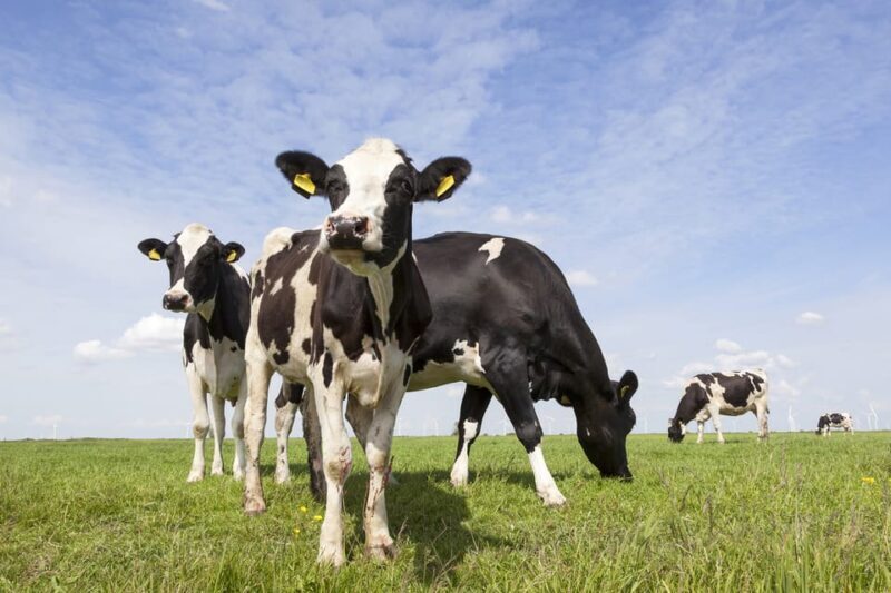 Lisse: Drive-it-Yourself Dutch Countryside GPS Audio Tour - The Riding Experience