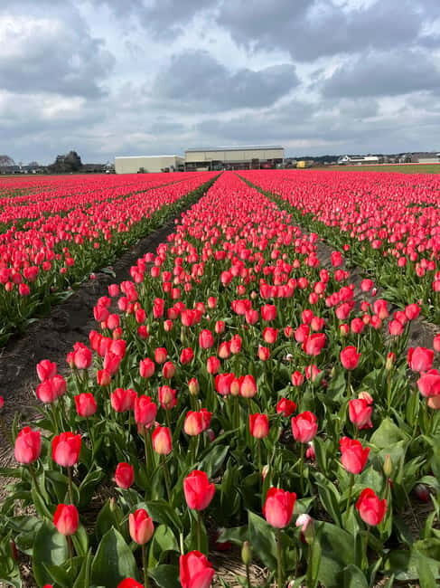 Lisse: Private Tulip Fields Tour with a Local Guide 1h Tour - FAQs