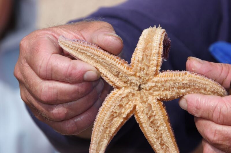 List/Sylt: Guided Seal-Watching Cruise on a Rustic Boat - The Experience in Detail