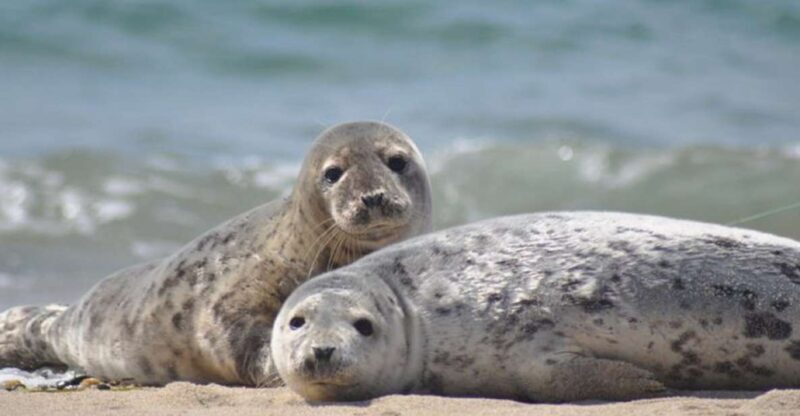 List/Sylt: Guided Seal-Watching Cruise on a Rustic Boat - Who Should Consider This Tour?