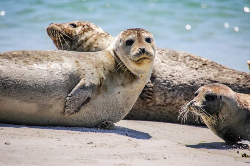 List/Sylt: Guided Seal-Watching Cruise on a Rustic Boat - FAQ