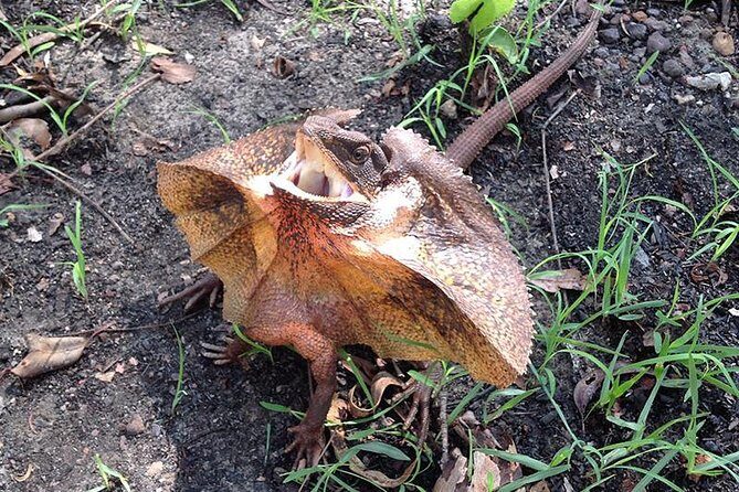 Litchfield National Park and Jumping Crocodile Cruise - Who Should Consider This Tour?
