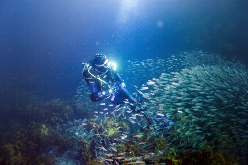 Little Barrier Island: Full-Day Scuba Dive Charter - Exploring Little Barrier Island: A Full-Day Scuba Adventure