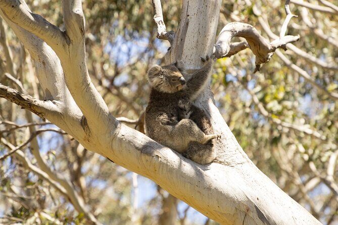 Little Koala Walking Tour - A Close Look at the Little Koala Walking Tour