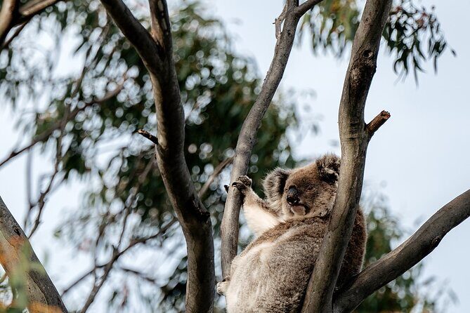 Little Koala Walking Tour - Frequently Asked Questions