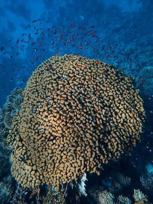 Little Tobago: Glass Bottom Boat Tour - Key Points