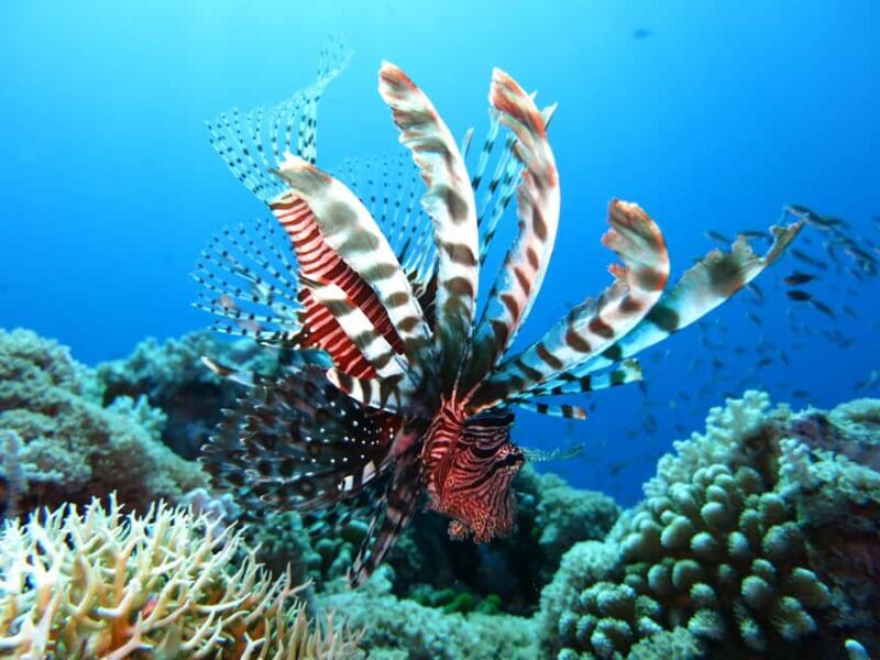 Little Tobago: Glass Bottom Boat Tour - FAQ