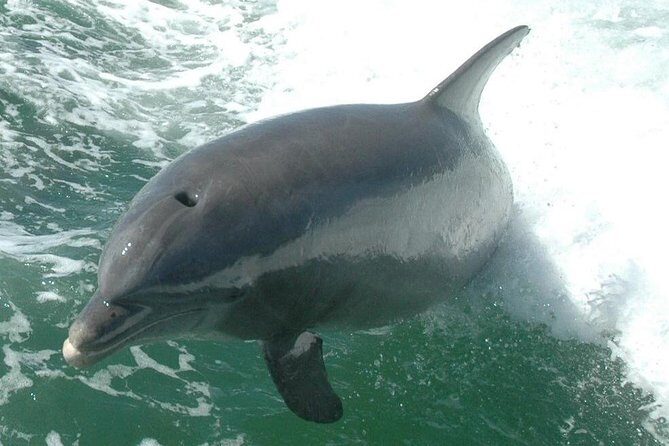 Little Toot Dolphin Adventure at Clearwater Beach - FAQ