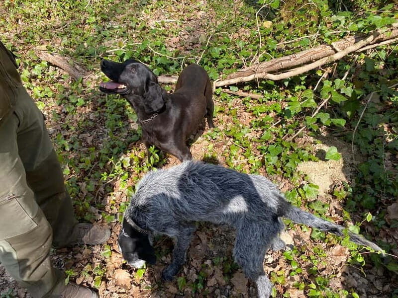 Livade: Guided Truffle Hunting Walking Tour - A Deep Dive into the Truffle Hunting Experience