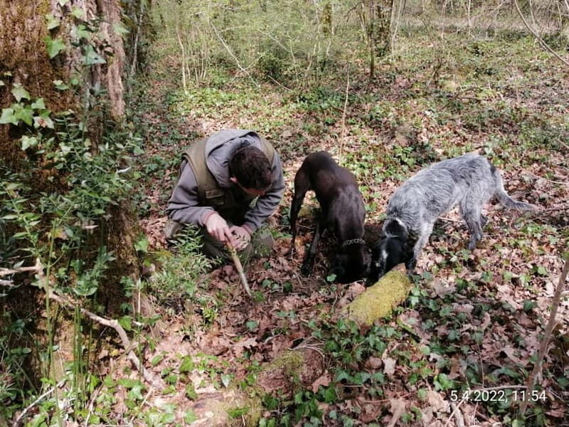 Livade: Guided Truffle Hunting Walking Tour - Practical Tips for Participants
