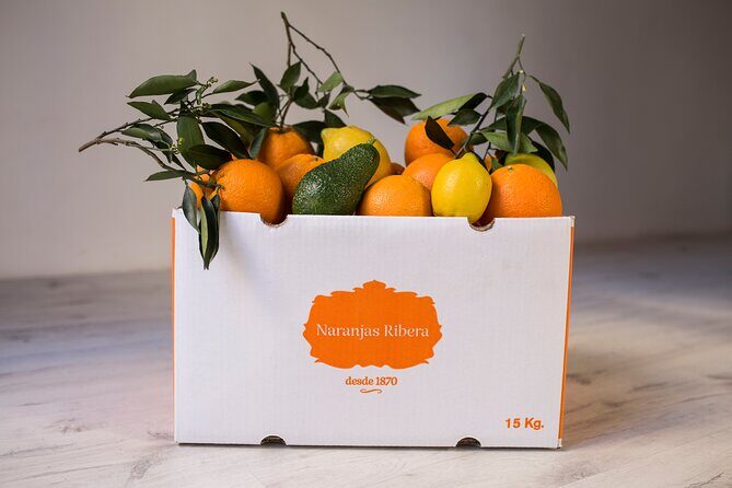 Live an Experience Among Orange Trees in Huerto Ribera - What Past Visitors Say