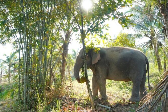 Living Green Elephant Sanctuary Tour from Bangkok and Pattaya - Who Will Love This Experience?