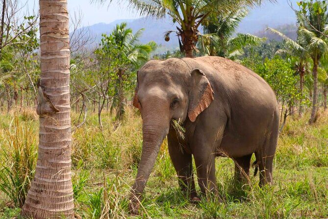 Living Green Elephant Sanctuary Tour from Bangkok and Pattaya - Final Thoughts