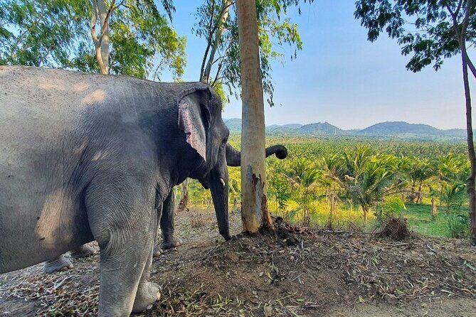Living Green Elephant Sanctuary Tour from Bangkok and Pattaya - FAQ