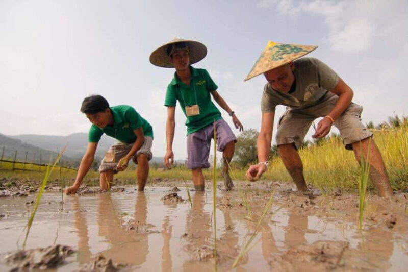 Living Land Farm Rice Experience - An in-depth look at the Living Land Farm Rice Experience