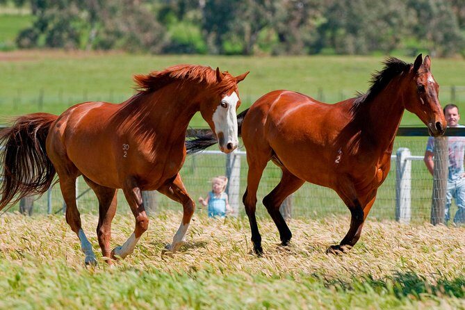 Living Legends Champion Racehorse Guided Tour - An In-Depth Look at the Living Legends Tour