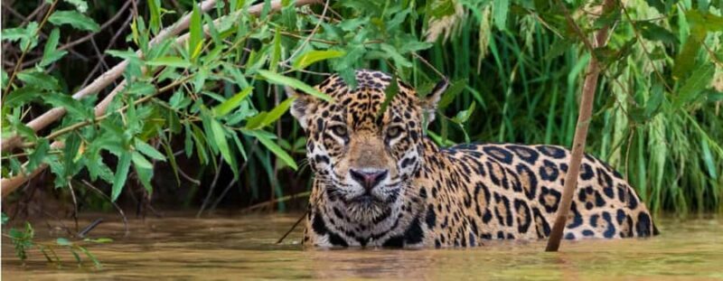 Living Nature from Cusco: 3 Days Manu Jungle all inclusive - Final thoughts